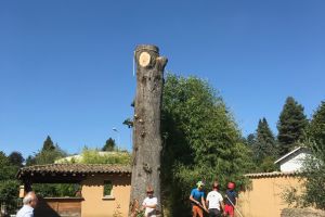 Abattage, démontage d'arbre